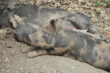 pig in the mud, Fort Edmonton Park, Edmonton, Alberta