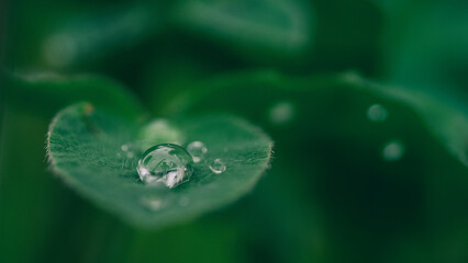 DROPLETS OF WATER ON GREEN LEAF BACKGROUND