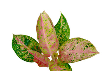 Tropical Aglaonema lady valentin pink leaves isolated on transparent background. PNG transparency	