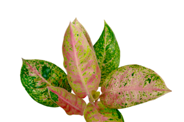 Tropical Aglaonema lady valentin pink leaves isolated on transparent background. PNG transparency	