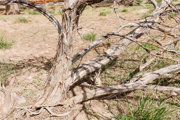 The ground squirrel sits near its hole. Close-up of a small gopher cub. Photo of a wild animal in its natural environment.