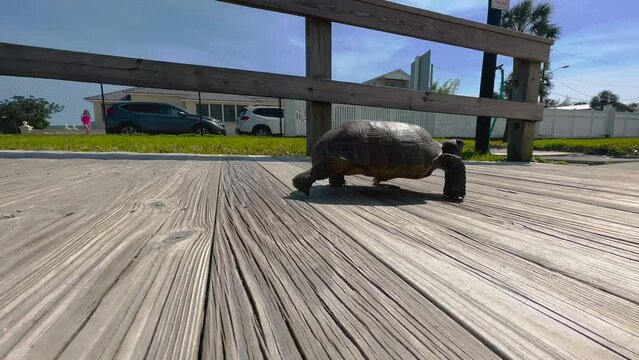 Gopher tortoise turtle walking by camera on wooden beach walkway, close up