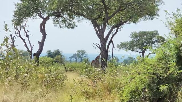 Tracking South African, Cape Giraffe in Kruger national park landscape