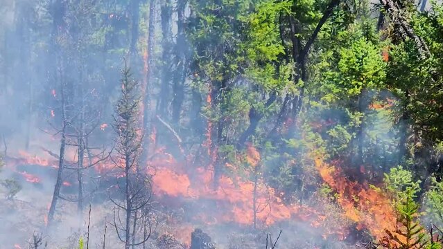 Scorched mature trees and brush ablaze during the Canadian wildfires.