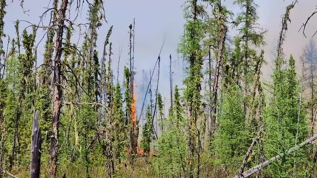 A close up truck pan passing trees of a forest with flames of a wildfire approaching as it devastatingly burns all the trees and dry vegetation, Alberta, Canada  