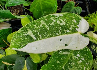 Beautiful white and green variegated leaf of Philodendron Jose Buono © Khairil