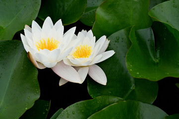 白い水連と丸い緑の葉と池の水