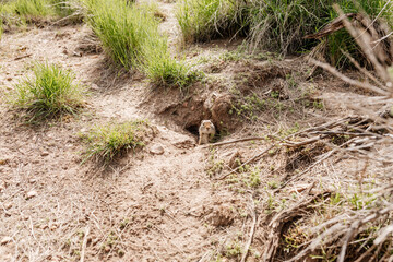 Naklejka na ściany i meble Gopher sits and looks out of his hole among the green grass. Wild animal in wildlife close-up. Baby gopher eats grass