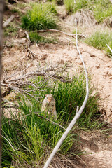 Gopher sits and looks out of his hole among the green grass. Wild animal in wildlife close-up. Baby gopher eats grass