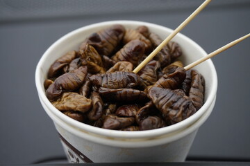번데기