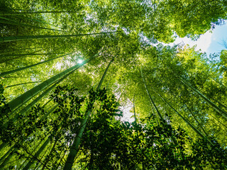 きれいな緑色の竹の林