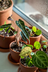 Small Alocasia and Anthurium Silver Blush plant in clay pots on windowsill at home. Decorative baby Pilea houseplant in flowerpot in sunny living room, selective focus. Indoor gardening concept.