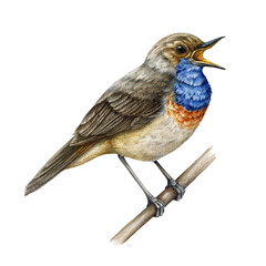 Bluethroat singing watercolor illustration. Hand drawn Luscinia svecica european avian. Beautiful bluethroat bird sitting on the branch singing. Forest bird Isolated on white background