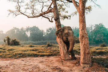 Elephant enjoying rubs its body against the trees in the forest.