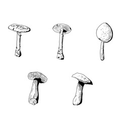 Set of mushrooms. Vector illustrations. Isolated objects on a white background. Hand-drawn style.