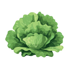 Obraz premium Fresh organic lettuce, healthy meal option