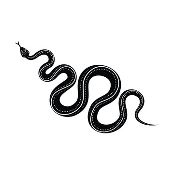 Snake design over white  background, vector illustration   graphic
