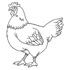hen outline vector illustration