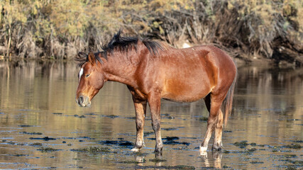 Golden hour sunlight on Brown Bay wild horse stallion shaking his mane while standing in the Salt...