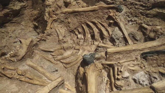 Fossilized remains of a cave man in a Song museum collection, Pacitan. pan shot.