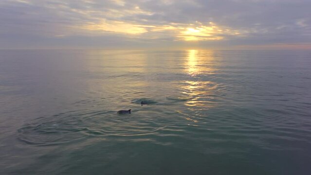 South Africa dolphins drone swimming in surf JBay Jeffreys Bay early morning sunrise golden on horizon reflection cinematic aerial follow pan