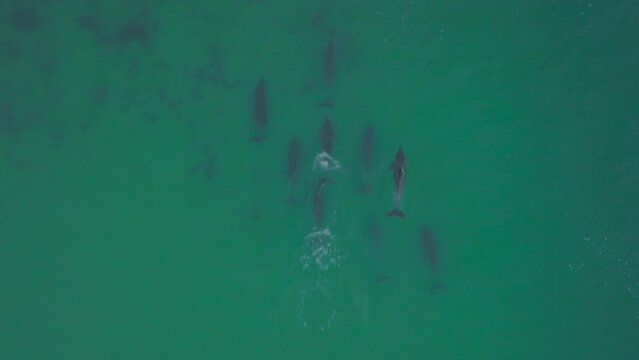 Africa drone dolphins pack swimming ocean in sync sonar echo surf waves JBAY Jefferys Bay Indian Ocean deep aqua blue water top down follow movement