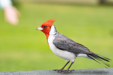 The red-crested cardinal (Paroaria coronata) is a songbird, the species belonging to the family of tanagers (Thraupidae).  Brazilian cardinal on the picnic table at Kualoa Regional Park, Oahu, Hawaii