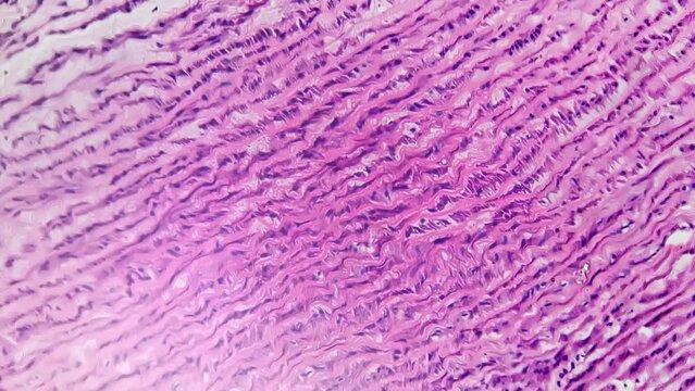 Artery of human being in longitudinal section filmed under microscope 200x on bright field. Macro footage of blood vessel made in laboratory to study its structure. Scientific experiment in anatomy