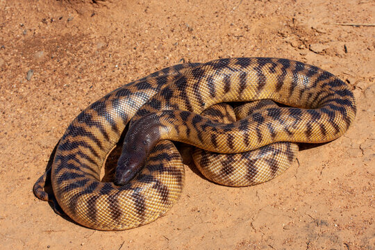 Australian Non-venomous Black-headed Python