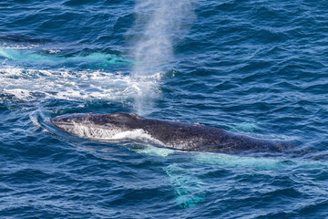 Fototapeta premium Humpback Whale blowing off water as it surfaces for air off Sydney Australia