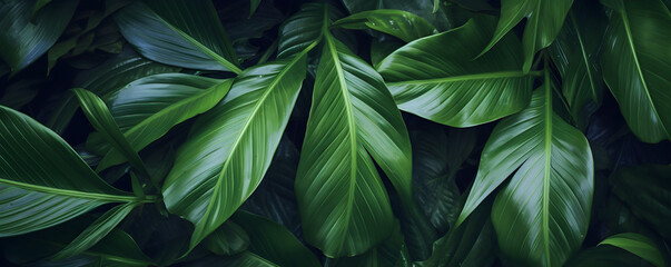 Fototapeta na wymiar closeup tropical green leaf background. Flat lay, fresh wallpaper banner concept