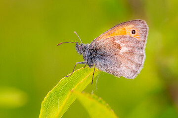 Strzępotek ruczajnik - jeden z najpowszechniejszych motyli. Motyl dzienny z czarną plamką latający nad łąkami. - obrazy, fototapety, plakaty