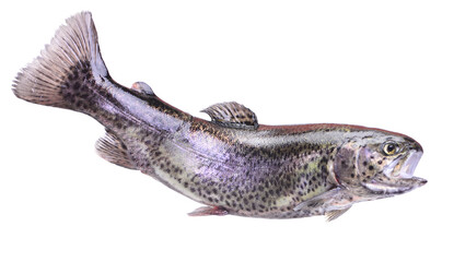Fish trout isolated 