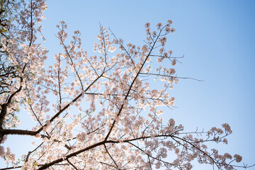 cherry blossom in spring, sakura flowers on blue sky background