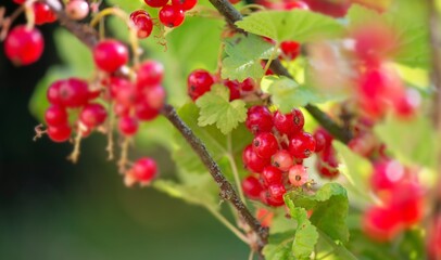 close up on branch of ripe red currant in a garden on green background.
