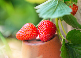 closeup on ripe organic strawberries put on a terra cotta flower pot among leaf in a garden