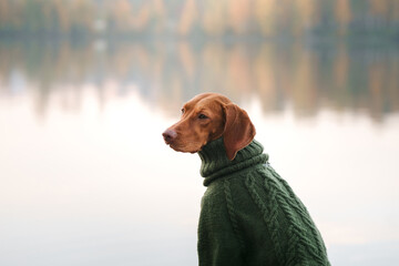 Hungarian Vizsla in a sweater on the lake in the forest. Pet in nature. Atmospheric photo at fall 