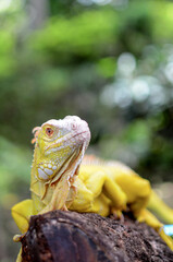 Iguanas are a genus of lizards that live in the tropics of Central America, South America and the Caribbean islands. The iguana that I photographed is an albino iguana that I photographed in the Solok