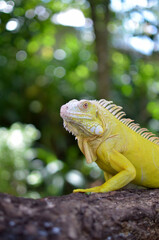 Iguanas are a genus of lizards that live in the tropics of Central America, South America and the Caribbean islands. The iguana that I photographed is an albino iguana that I photographed in the Solok
