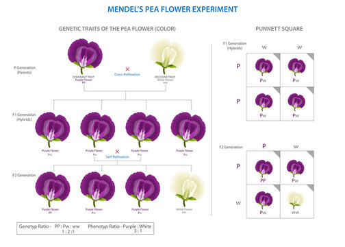 Mendel's pea experiment, Unraveling laws of inheritance, genetic inheritance revelations