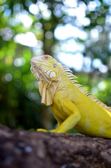 Iguanas are a genus of lizards that live in the tropics of Central America, South America and the Caribbean islands. The iguana that I photographed is an albino iguana that I photographed in the Solok