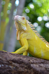 Iguanas are a genus of lizards that live in the tropics of Central America, South America and the Caribbean islands. The iguana that I photographed is an albino iguana that I photographed in the Solok