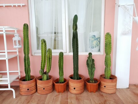 Row of Peruvian apple cactus (Cereus peruvianus) plants on pink wall background. Popular home decor 
plant for indoor or porch area. Also called as columnar, column, hedge cactus, or kaktus koboi.