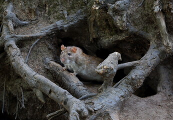 A wild rat crawls out of a hole in the ground under the roots of a tree