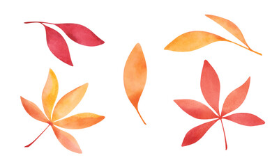 Set of bright, autumn, colorful, yellow, orange, red leaves isolated on white background. Drawn by hand. Element for postcard, design and decoration.
