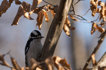 Downy woodpecker clinging to a branch