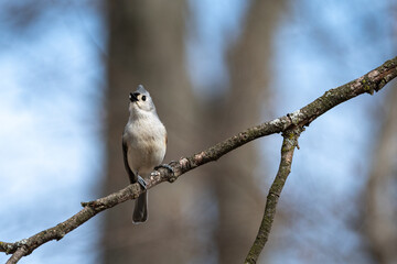 Tufted titmouse perching on a branch