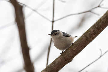 Naklejka premium white breasted nuthatch perched on a branch