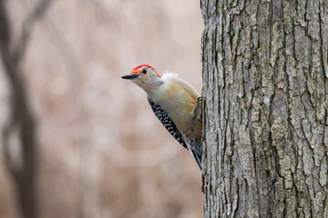 Male red-bellied woodpecker clinging to the side of the tree.