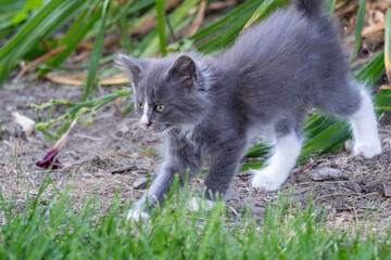 Naklejka na ściany i meble Small cute long haired gray kitten sneaking through the grass